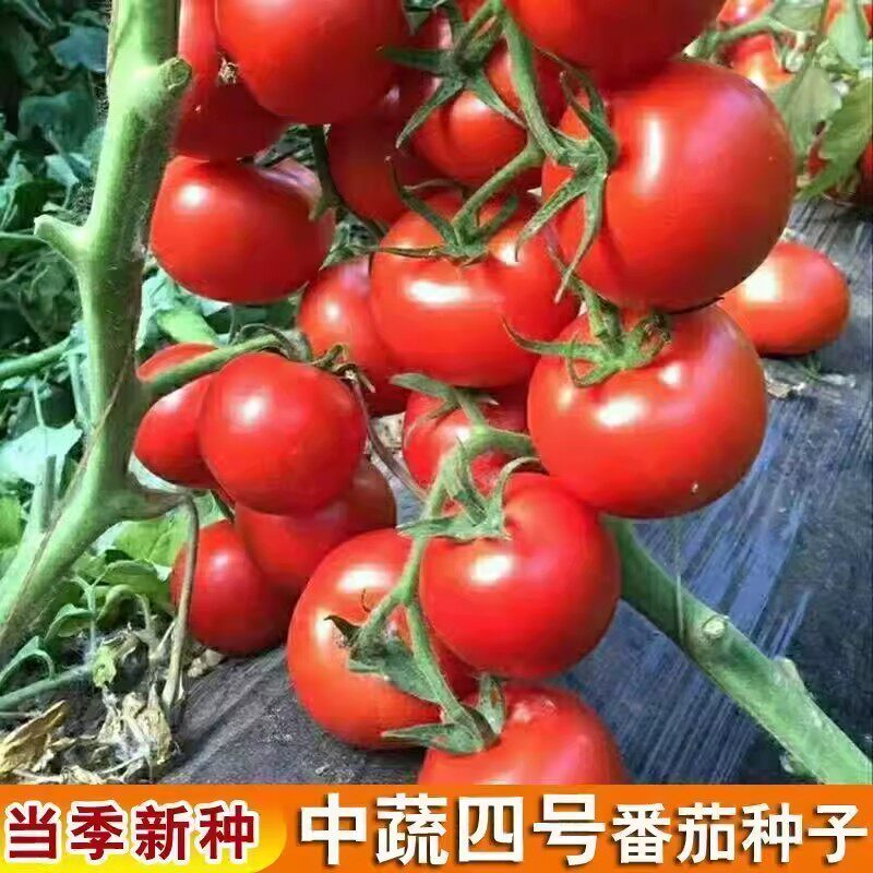 中蔬四号番茄种子老品种大红果沙瓤西红柿种籽水果蔬菜种孑菜籽种
