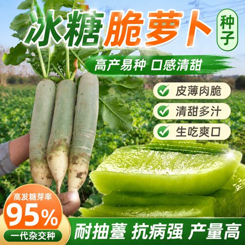 冰糖脆青水果萝卜种子生吃甜脆