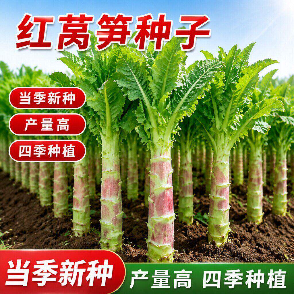 正宗红尖叶莴笋种子特大高产红皮绿肉香莴苣春秋冬季农家蔬菜种子