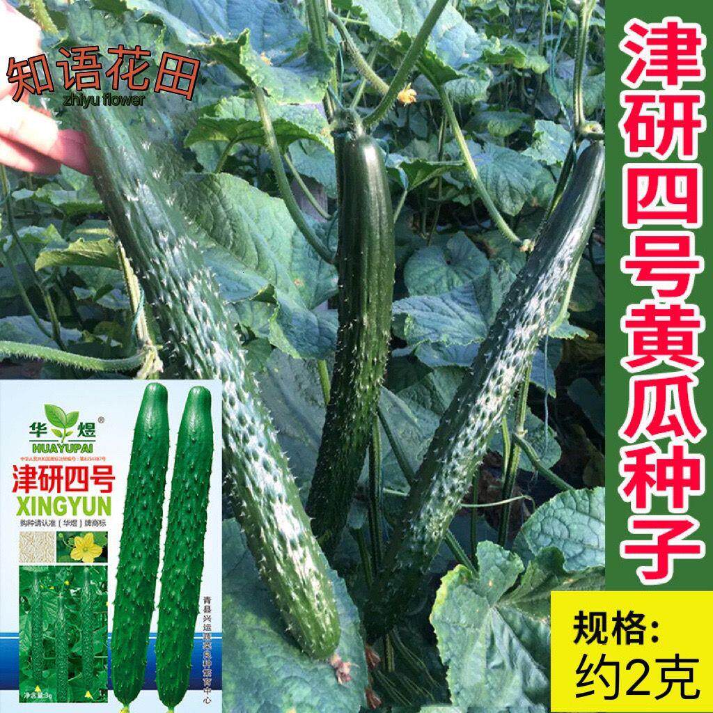 津研四号黄瓜种子绿瓤心