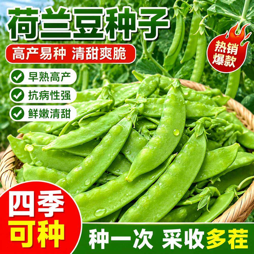 甜脆荷兰豆种子菜豌豆双花双夹高产耐寒农家自种秋冬季豆角菜种子