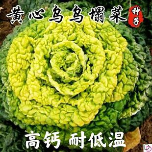 黄心乌塌菜种子耐寒黄心菜种籽菊花心菜籽种易种黄金乌蔬菜种子