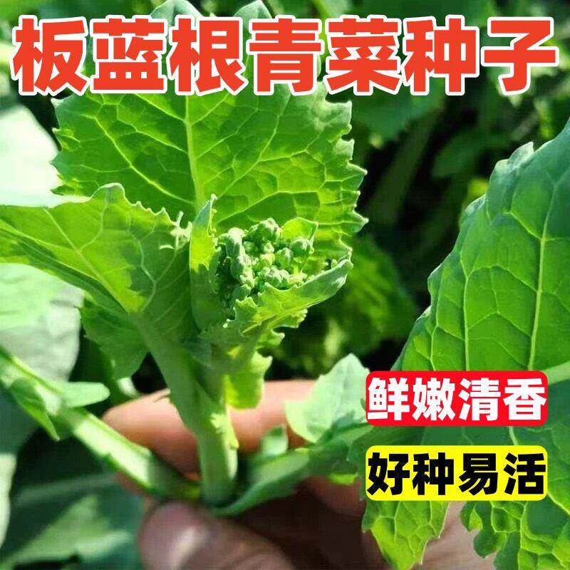 板蓝根青菜种子板蓝根分枝油苔菜种籽春夏秋四季种植春播蔬菜种孑