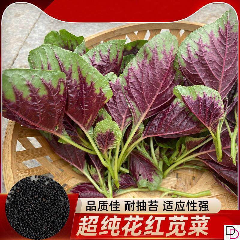 夏季耐热红苋菜种子四季