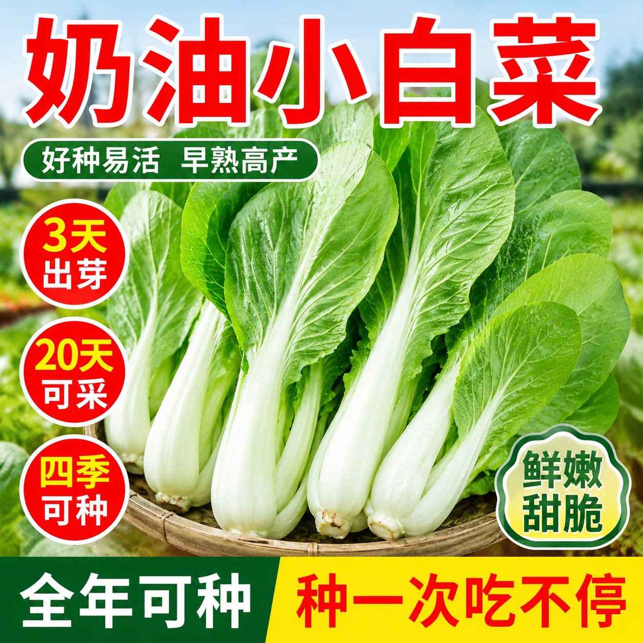 奶油小白菜种子四季小白菜籽农家庭院阳台种植高产速生抗病不招虫
