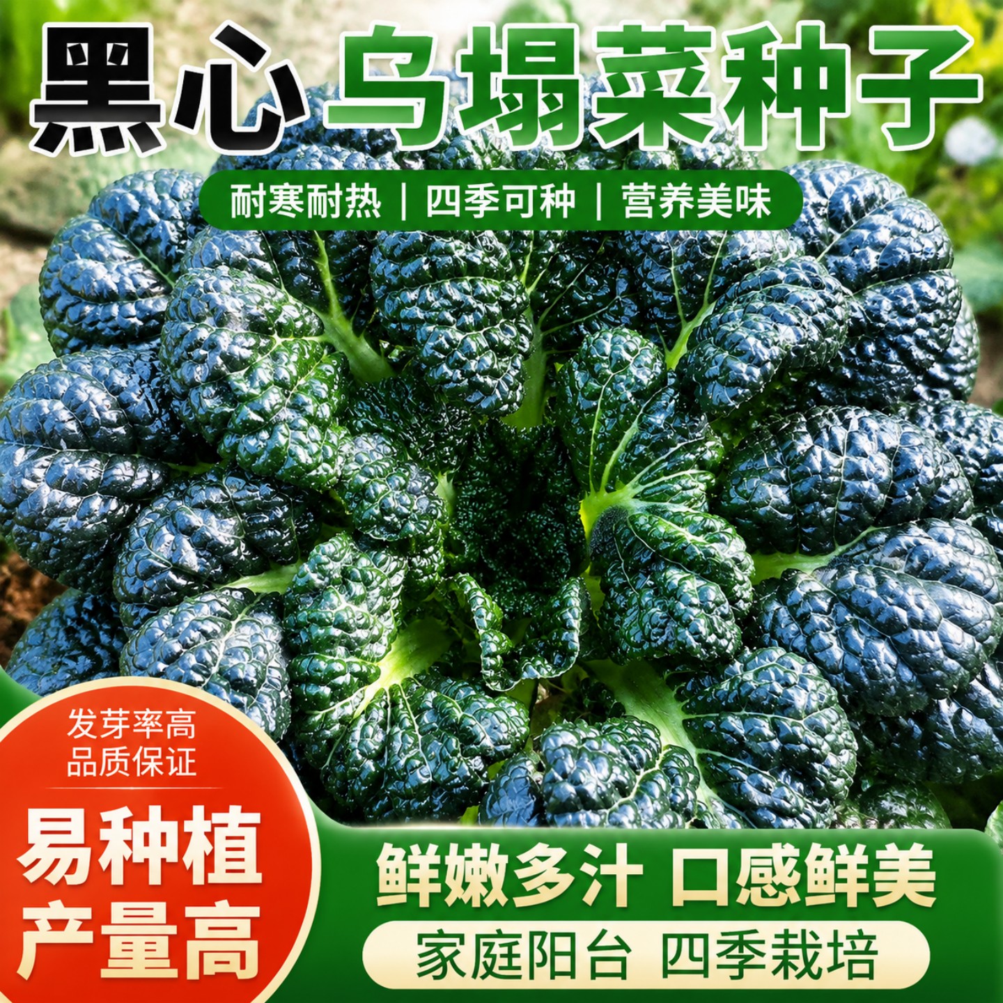耐寒黑心乌塌菜种子秋冬庭院种植