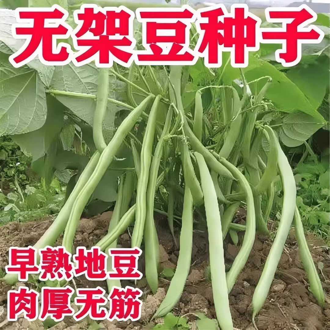 无架四季豆种子无筋豆角种子早熟矮生不搭架地豆阳台盆栽蔬菜种子