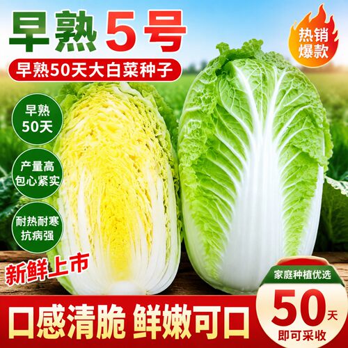早熟5号白菜种子耐热高产包心