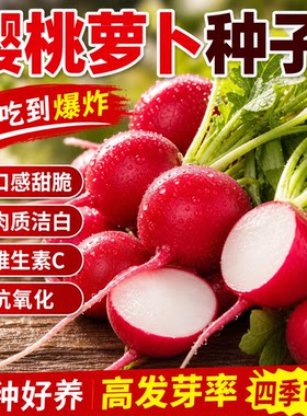 早熟易种樱桃萝卜种子迷你萝卜四季阳台种植蔬菜种子樱桃萝卜种籽