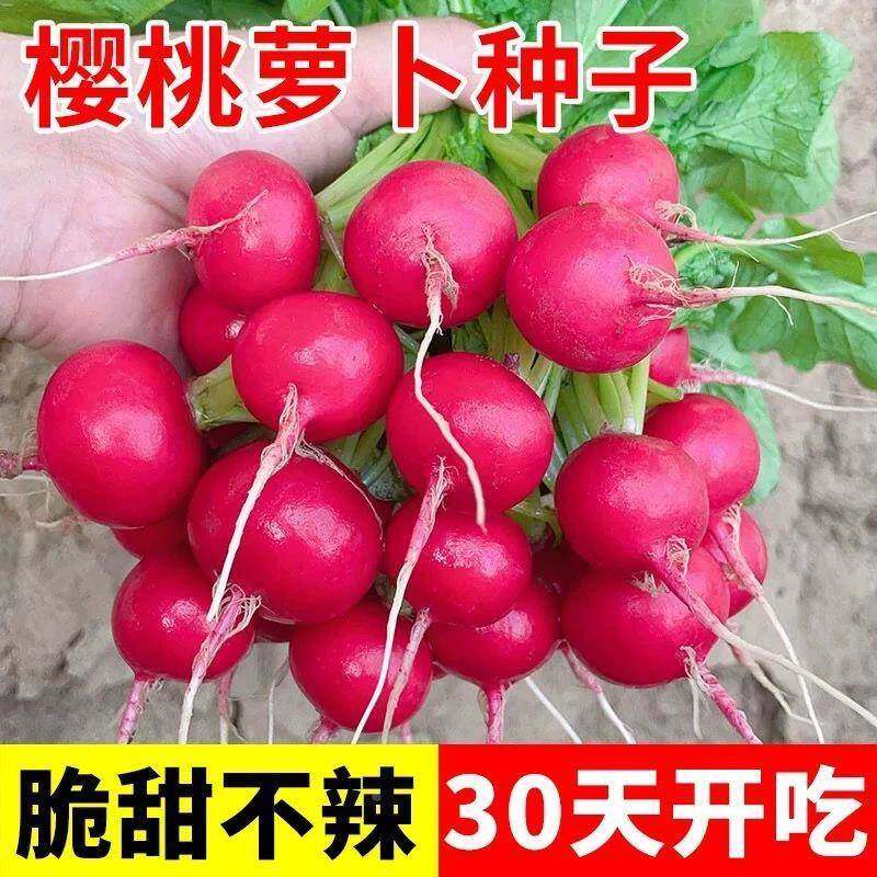高产水果樱桃萝卜种子红白小萝卜耐热寒四季阳台盆栽蔬菜种子大全