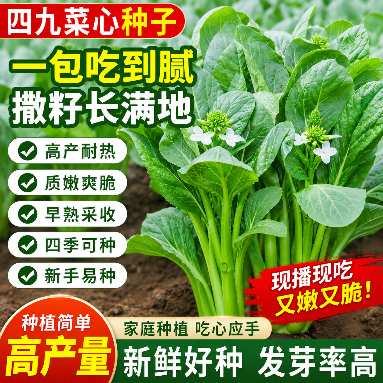 广东四九菜心种子红菜苔白菜苔四季蔬菜种籽孑增城迟青菜秋季菜籽