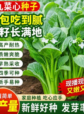 广东四九菜心种子红菜苔白菜苔四季蔬菜种籽孑增城迟青菜秋季菜籽