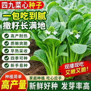 广东四九菜心种子红菜苔白菜苔四季蔬菜种籽孑增城迟青菜秋季菜籽