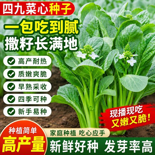 广东四九菜心种子红菜苔白菜苔四季蔬菜种籽孑增城迟青菜秋季菜籽