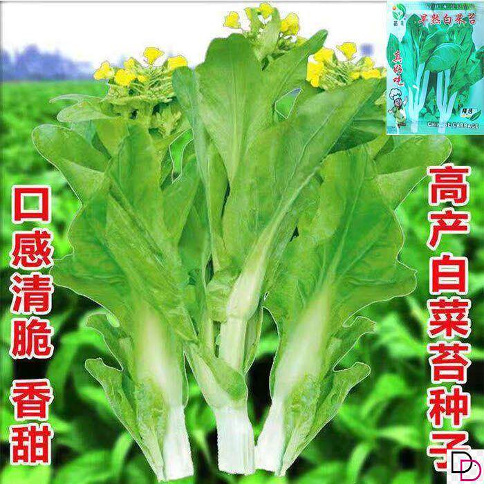 早熟白菜苔种籽菜心种子