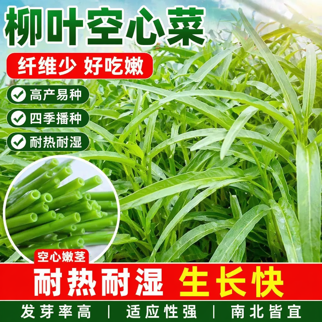 柳叶空心菜种籽四季播阳台农家田园春夏季尖叶空心菜高产蔬菜种子