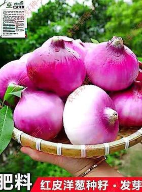 红皮洋葱种籽种籽苗紫皮红色皮高产洋葱抗寒味甜球形洋葱菜种子