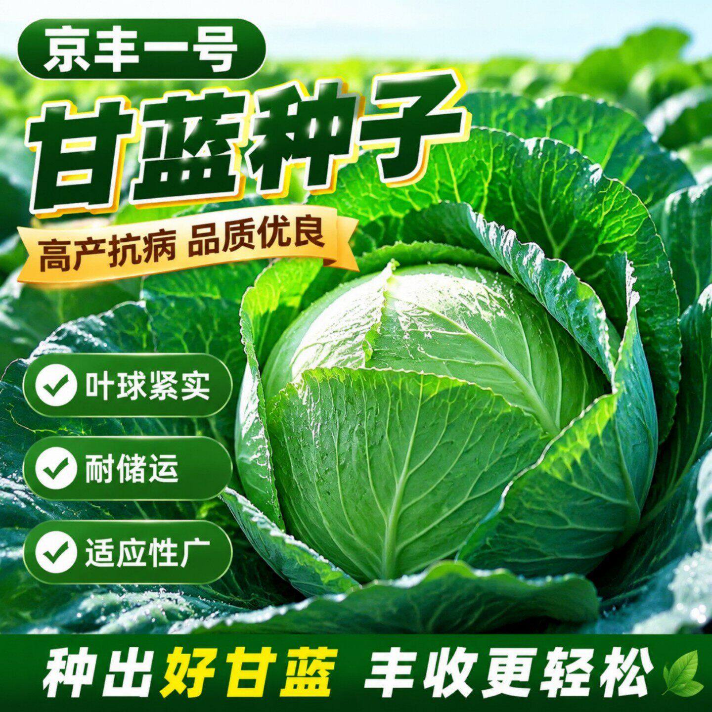 京丰一号甘蓝种子高产秋播阳台蔬菜种孑包菜种子农家菜园卷心菜