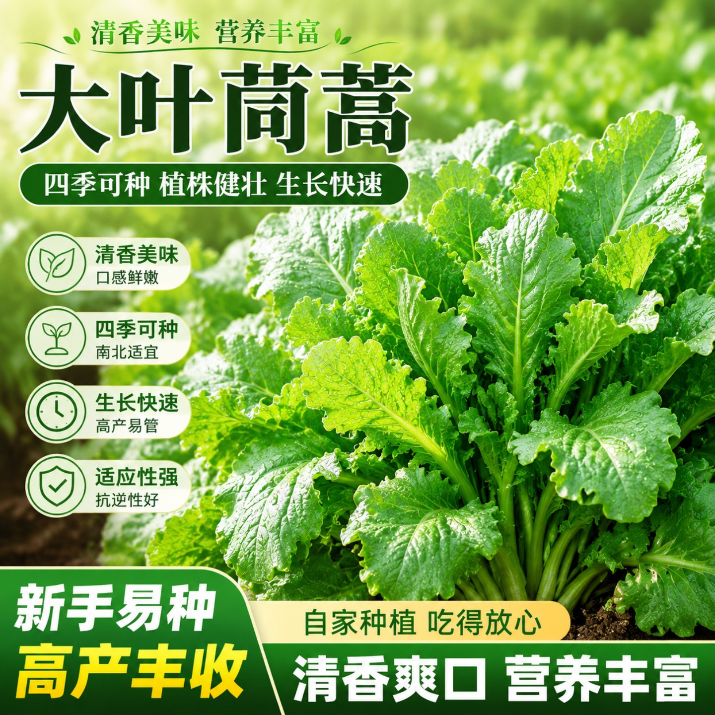 大叶茼蒿皇帝菜种子四季盆栽耐热