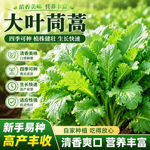 大叶茼蒿皇帝菜种子四季盆栽耐热