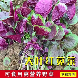 正宗红苋菜种子大叶圆叶红苋菜家庭阳台盆栽蔬菜耐热速生蔬菜种籽