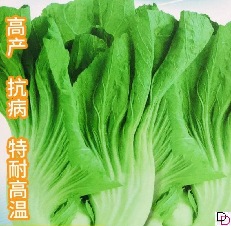 大肉包心芥菜种子种籽潮