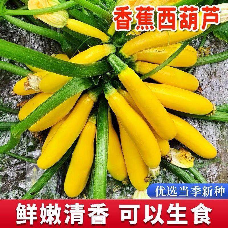 香蕉西葫芦种子黄色香蕉瓜种籽高产生吃阳台盆栽四季蔬菜种子大全
