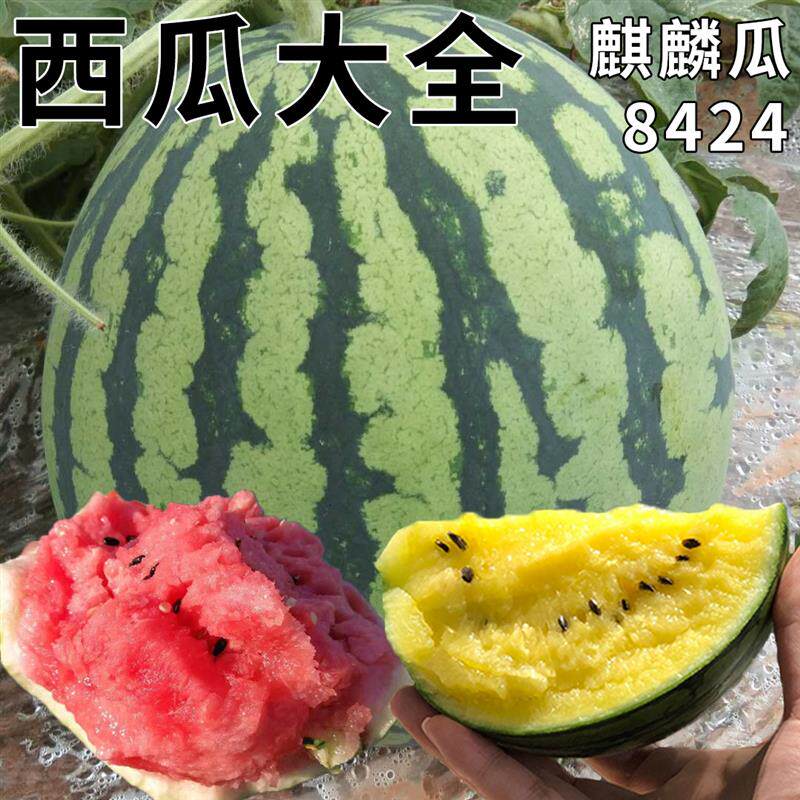 西瓜种籽南方8424麒麟西瓜子