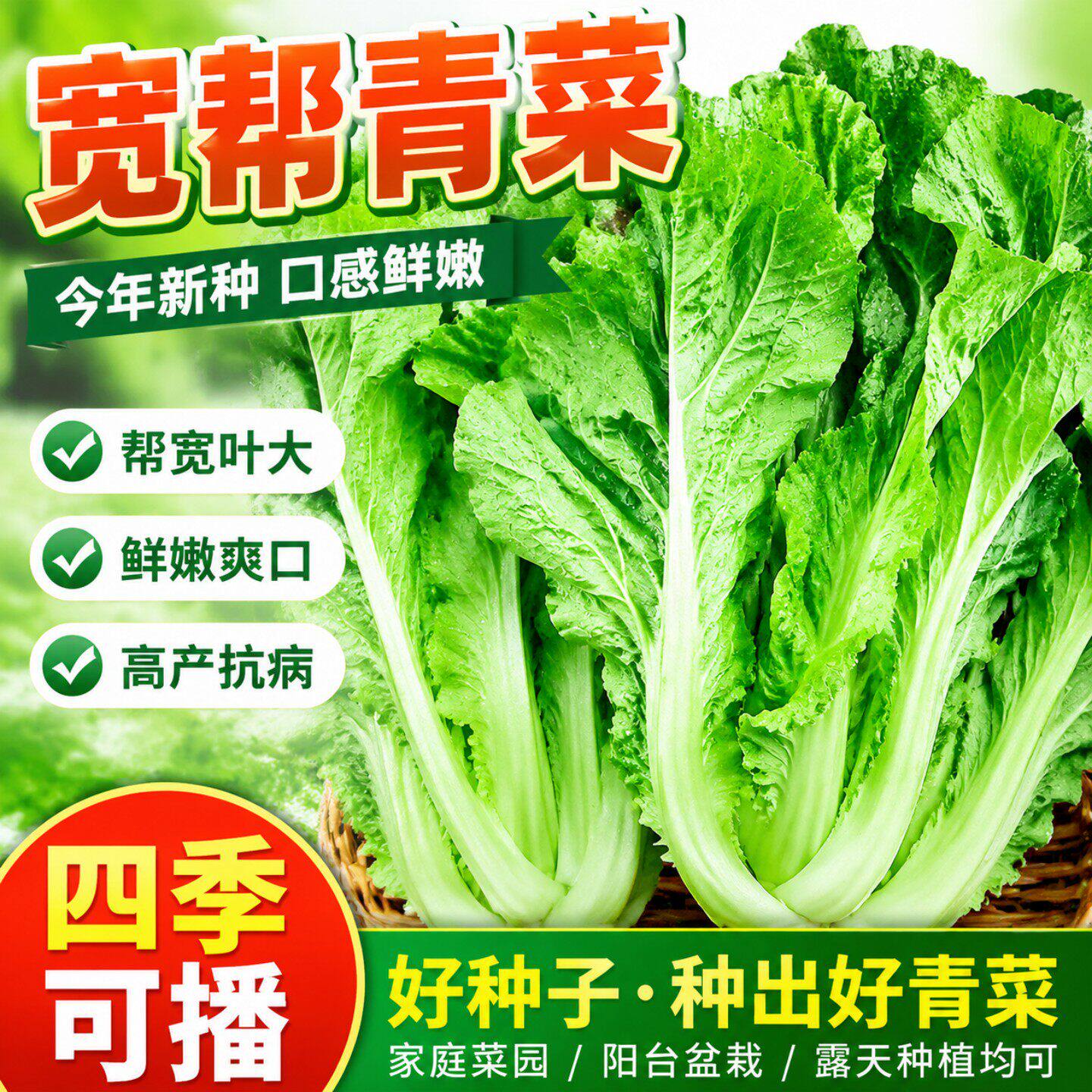 四川宽帮青菜种子宽邦芥菜种籽酸菜鱼泡菜秋后四季蔬菜籽种孑大全