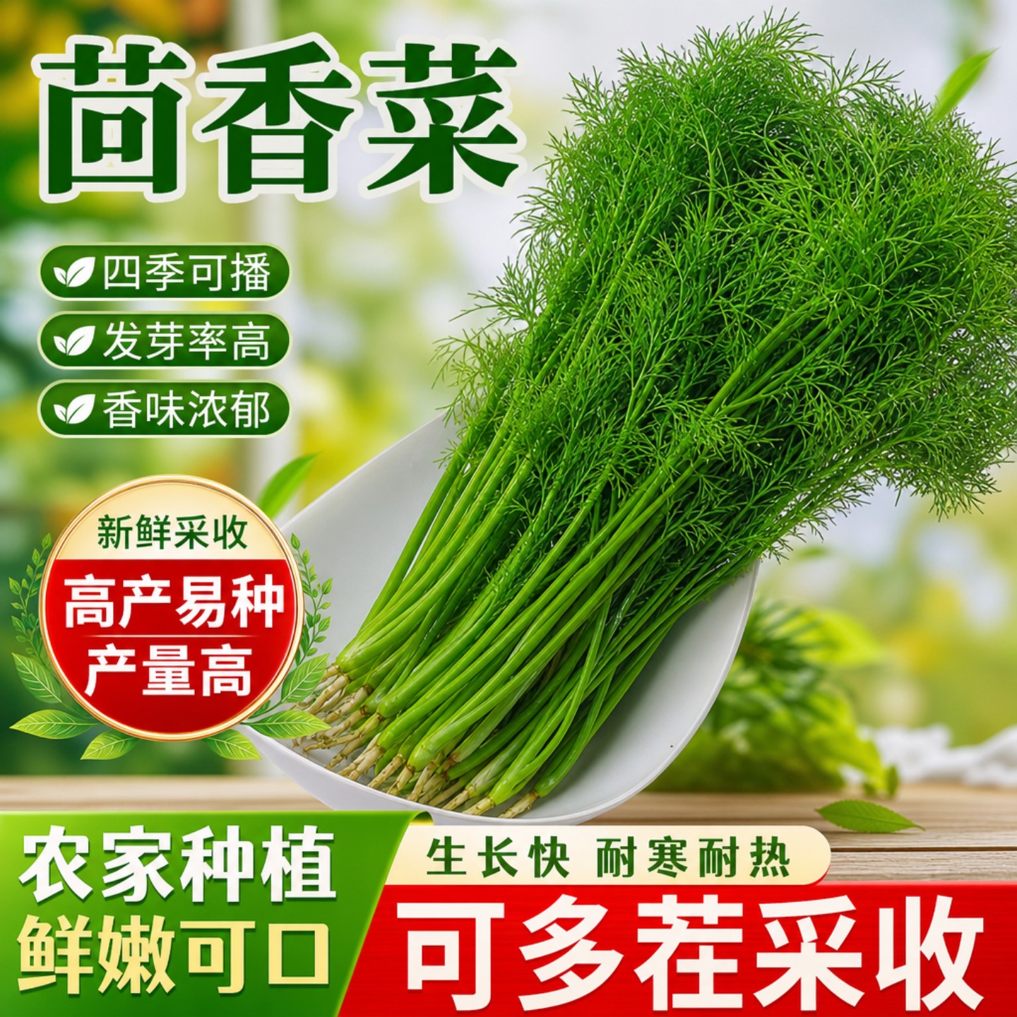 正宗割茬小茴香种子阳台盆栽易种