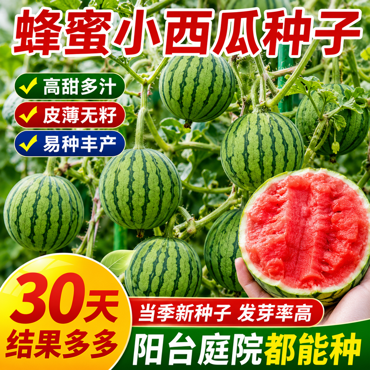 超甜蜂蜜小西瓜种子红玉无籽小西瓜四季种植阳台庭院盆栽水果种子