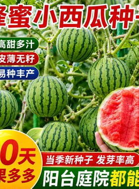 超甜蜂蜜小西瓜种子红玉无籽小西瓜四季种植阳台庭院盆栽水果种子