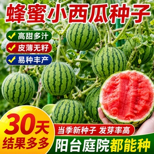 超甜蜂蜜小西瓜种子红玉无籽小西瓜四季种植阳台庭院盆栽水果种子