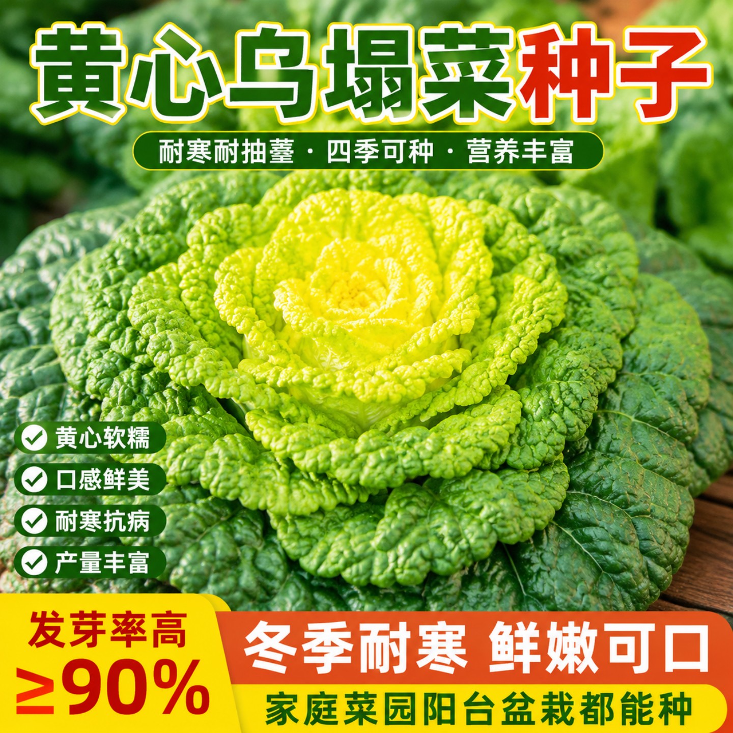 秋冬耐寒抗病高产黄心乌塌菜种子