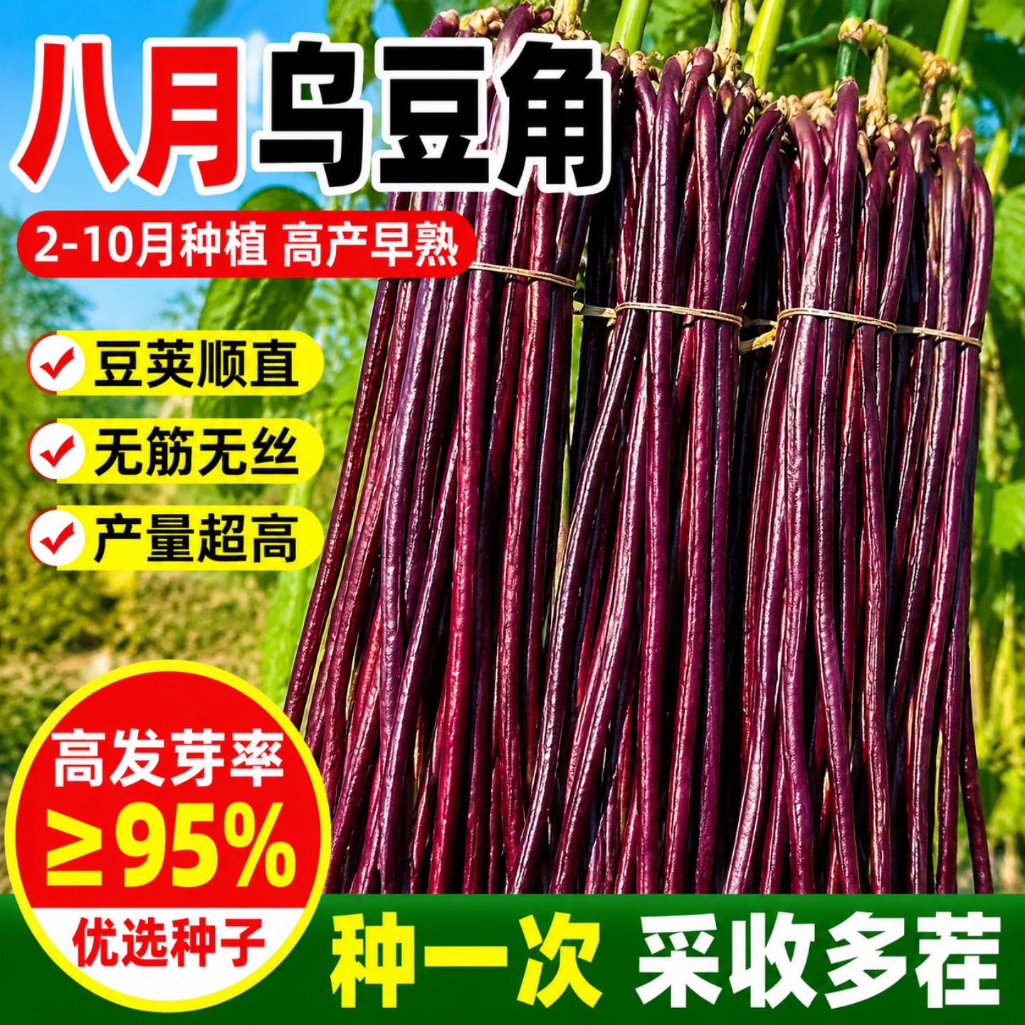 四季庭院搭架爬藤八月乌豇豆种子