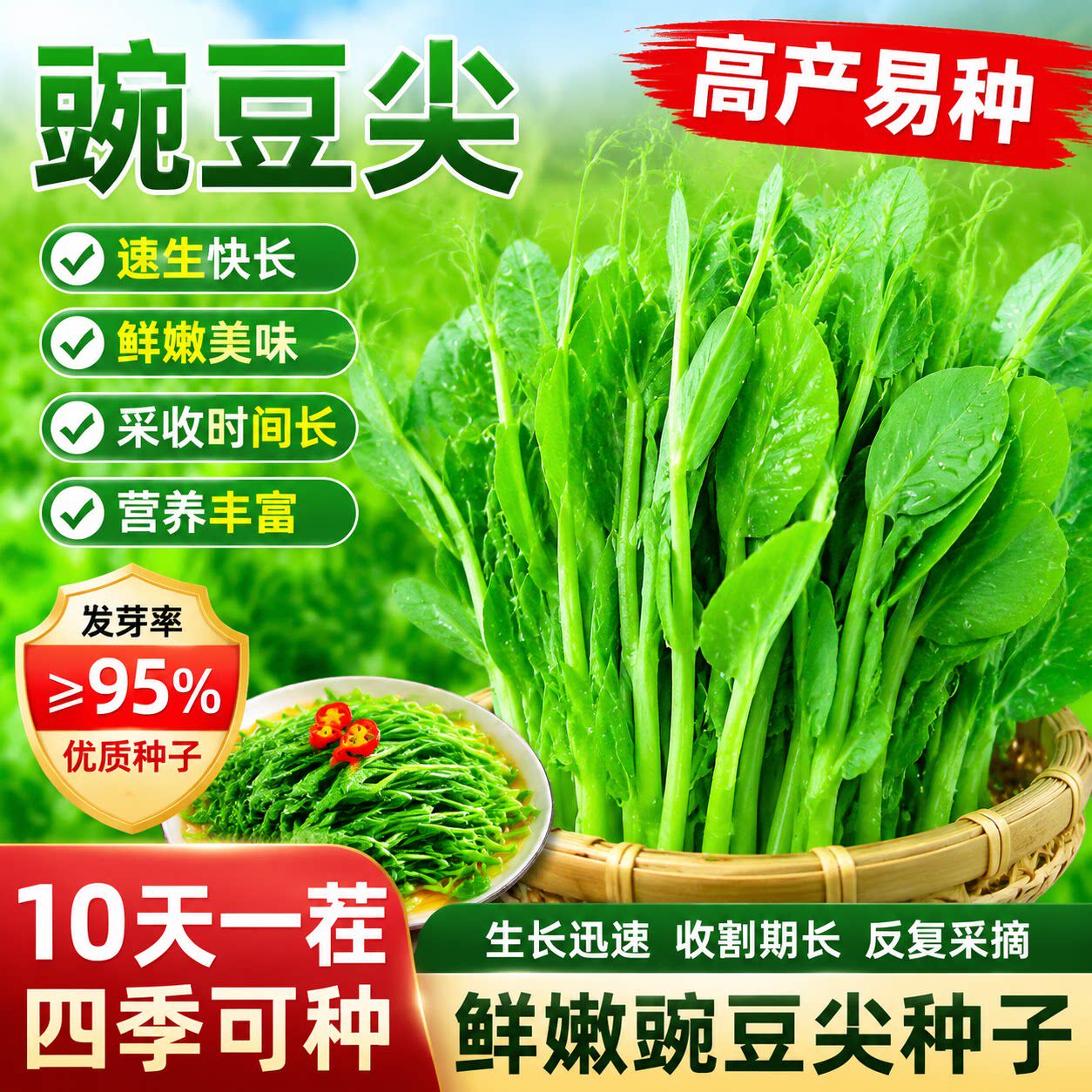 无须豌豆苗种子特大豌豆尖水培荷兰豆芽苗菜春秋冬四季播蔬菜种子
