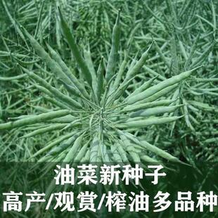 新品种油菜种子油菜花种子2021新种子高产千斤王油菜籽出油率新种