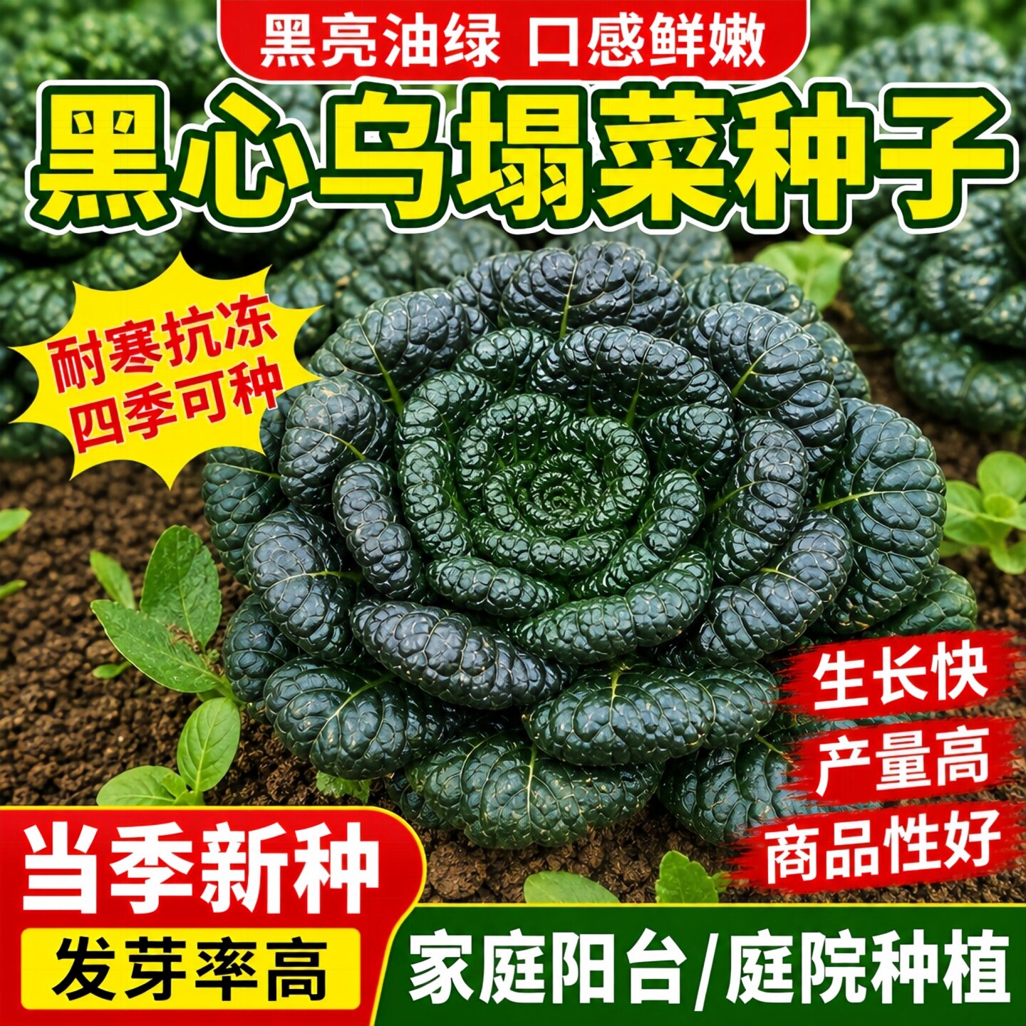 秋冬耐寒高钙小叶黑心乌塌菜种子