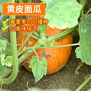 甜瓜种籽香黄皮面瓜种子早熟糯粉干面味浓郁红壤水分少春秋季蔬