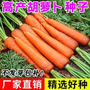 三紅九寸紅胡蘿卜種子四季 種子水洗紅蘿卜兔子草種籽子 胡蘿卜