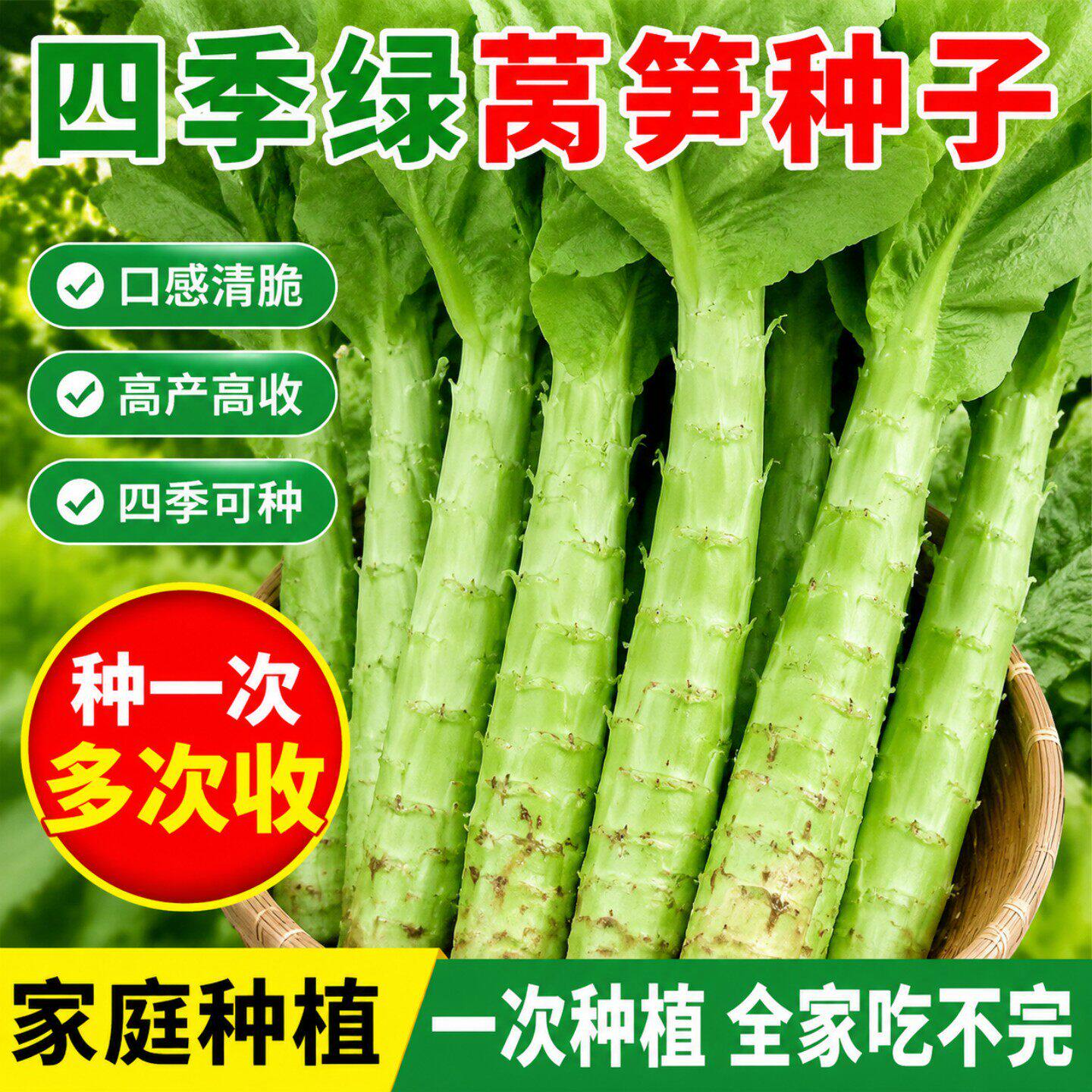四季莴笋种子青皮绿肉香莴笋种子高产耐热耐寒春秋冬蔬菜种子大全