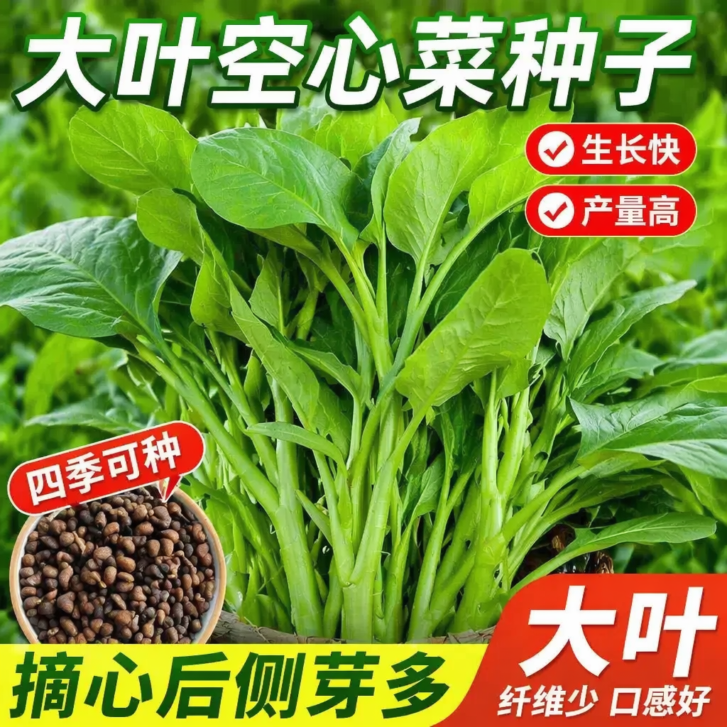 大叶空心菜种籽四季通心菜种子阳台庭院盆栽春季高产易种蔬菜种孑