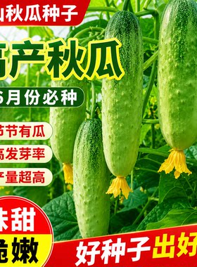 唐山秋瓜种子秋黄瓜高产水果黄瓜阳台盆栽春季秋季易播种蔬菜种子