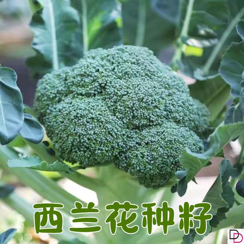 西兰花种籽西兰花种子花