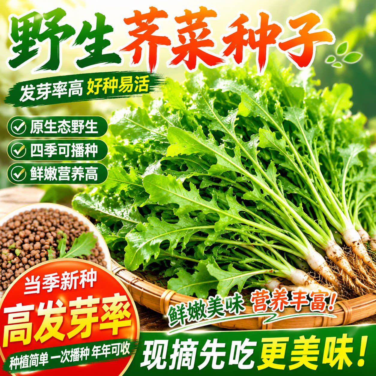 野生荠荠菜种籽基地专用大叶荠菜种子春秋两季板叶花叶荠菜种孑籽