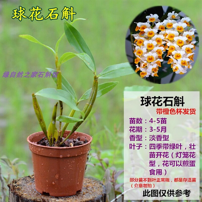 球花石斛带花苞黄花石斛兰长绿石斛花卉石斛盆栽附生兰吊兰花包邮