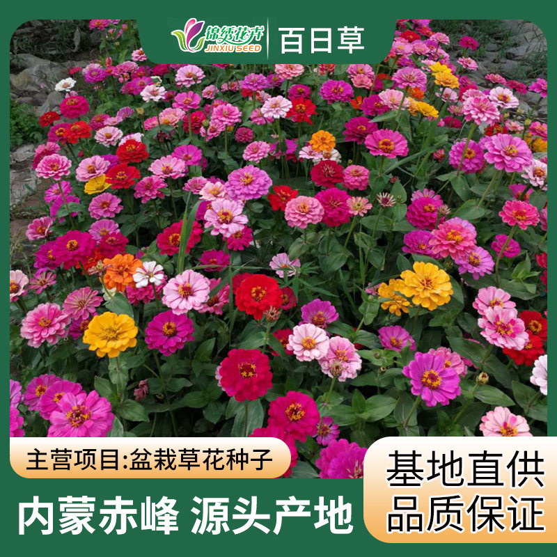 基地批发直播重瓣百日草种子
