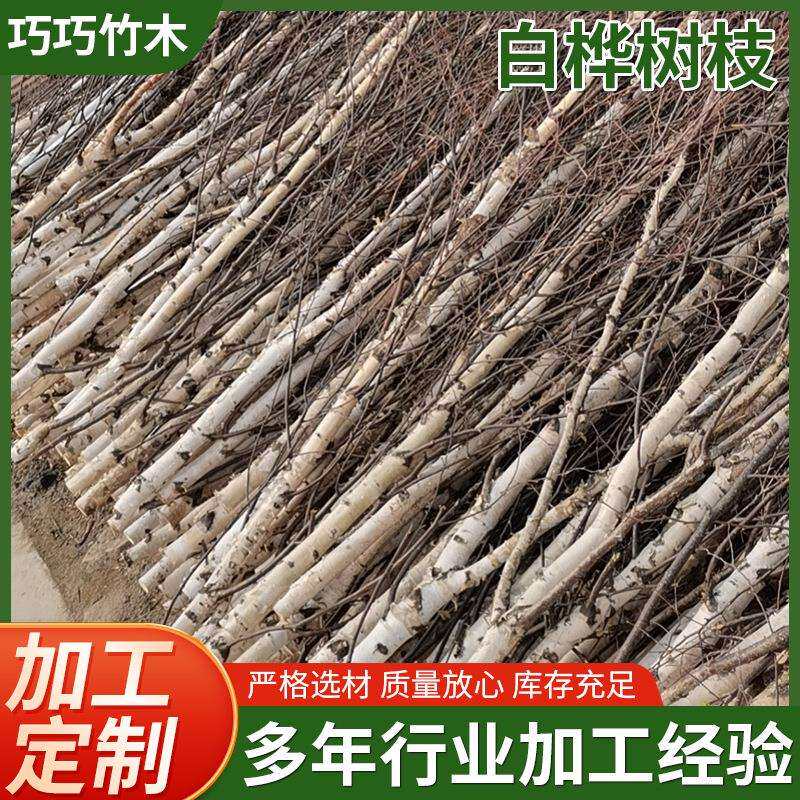 工厂白桦树枝精品白桦树杈户外场景装饰道具用白桦木枝条