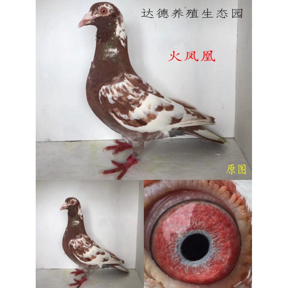 信鸽种鸽火凤凰鸽子观赏鸽下蛋肉鸽赛鸽活体鸽子1对