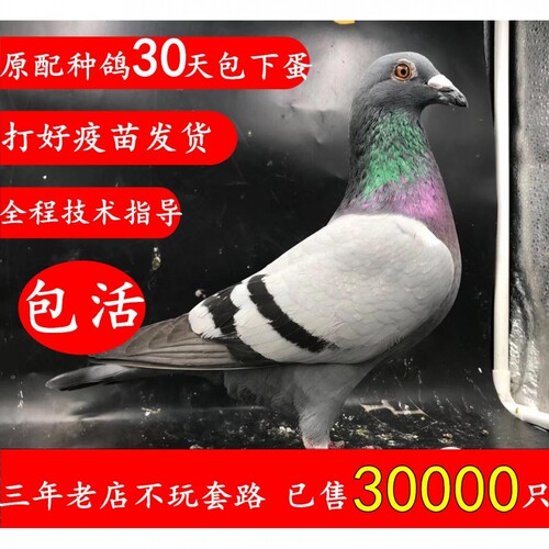 信鸽子活一对种鸽赛成绩血统鸽公